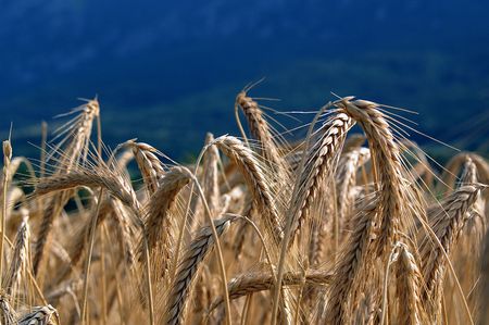 Morning sunshine on a barley fieldの写真素材