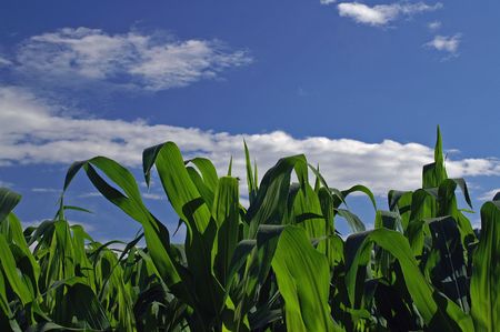 Green corn field in the afternoon sunshineの写真素材