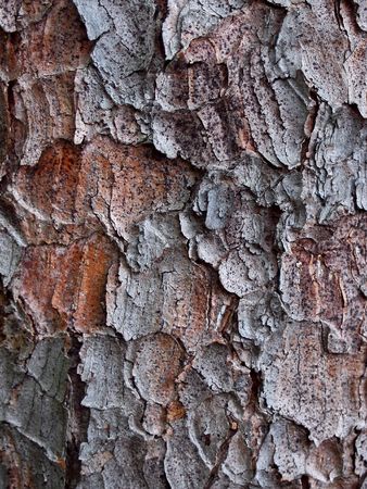 Bark of a pine treeの写真素材