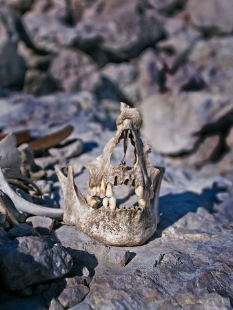 Broken skull of unknown soldierの写真素材