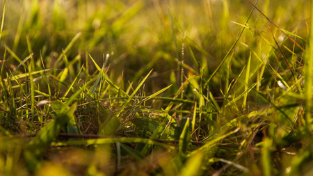 Grass in the eveningの写真素材