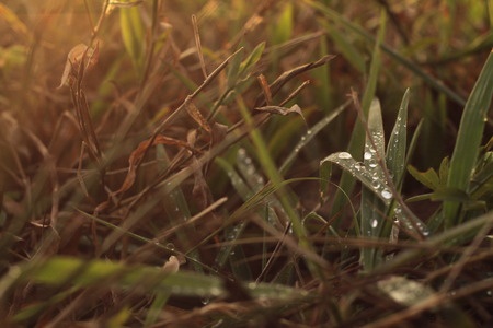 Feel fresh after the rainの写真素材