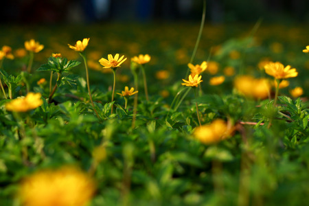 Daisy in the eveningのeditorial素材