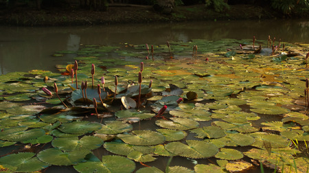 Lotus in the poolの写真素材