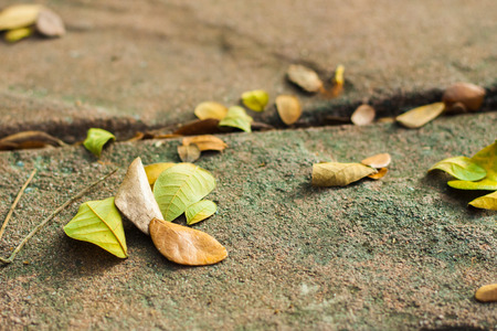 Cutie fallen leavesの写真素材