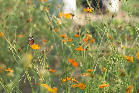 Flower and the little butterflyの写真素材