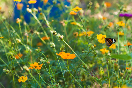 Butterfly eat syrup from flowerの写真素材