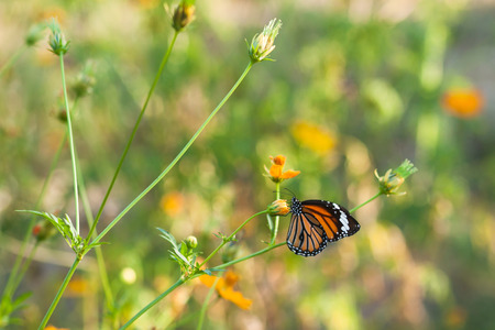 Butterfly eat syrup from flowerの写真素材
