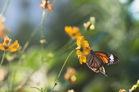 Butterfly eat syrup from flowerの写真素材