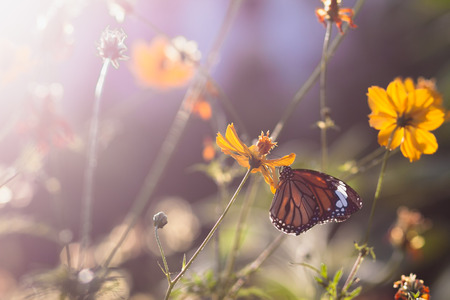 Butterfly eat syrup from flowerの写真素材