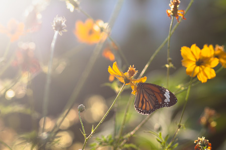 Butterfly eat syrup from flowerの写真素材