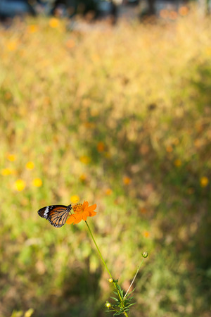 Butterfly eat syrup from flowerの写真素材