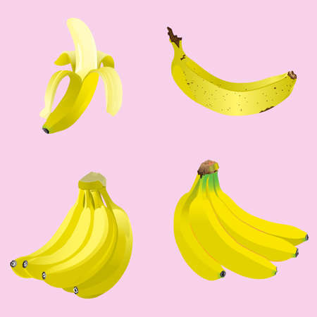 vector illustration realistic bananaのイラスト素材