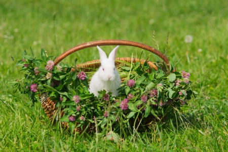 White rabbit sitting in a basket with grassの写真素材