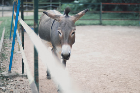 Donkey