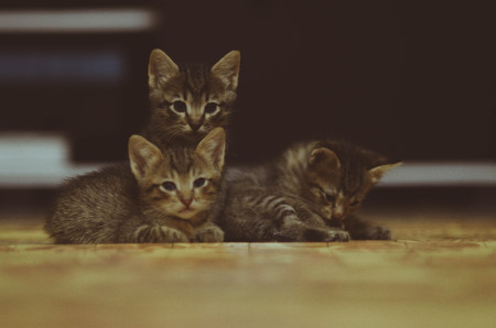 kitten potraitの写真素材