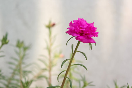 Pink Portulaca oleracea flower in the garden on white backgroundの写真素材