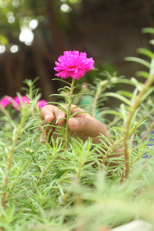 pink flower in hand of gardener on the nature background.