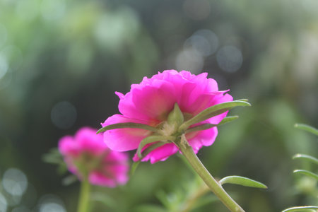Portulaca Grandiflora Moss Rose closeup Flower Garden stock photo, Blooming Rose Beautiful Background of Nature.の写真素材