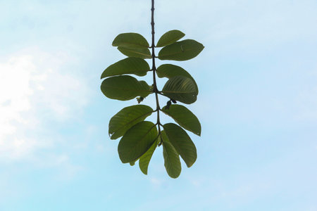 Guava Fruits Tree Leaf Against Bright Clean Sky