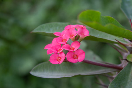 Close up Crown of Thorns, Christ Thorn flower with leaves. Euphorbia milii Selective focus flower.の写真素材