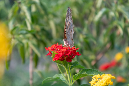Front views of Butterfly sitting on  red lantana camara flowers. Selective focus on Butterfly and red flower.の写真素材