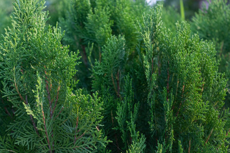 Selective focus of Fresh green pine leaves. Oriental Arborvitae. Leaf texture background for design foliage pattern and backdrop. Thuja orientalis.の写真素材