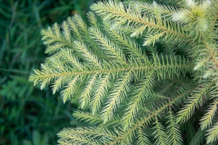 Top view of green Norfolk Island Pine, Green tree branch, Selective focus of young Pine plant.の写真素材