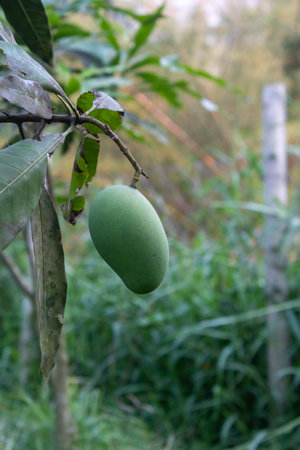 Selective focus of growing Mangos Hanging on Mango Tree, Mangifera indica. Fresh Fruits on the tree in fruit garden on Summer sunny day.の写真素材