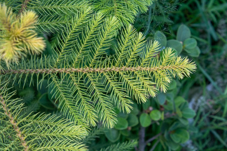 Top view of green Norfolk Island Pine, Green tree branch, Selective focus of young Pine plant.の写真素材