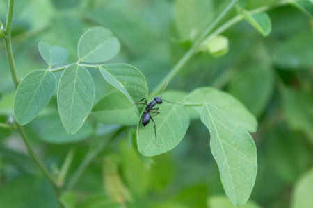 Selective focus of a Black Ant Walking on Green Leafs at garden on a Sunny Summer Day.の写真素材