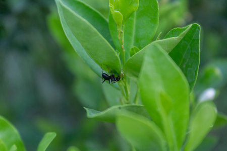 Selective focus of a Black Ant Walking on Green Leafs at garden on a Sunny Summer Day.の写真素材