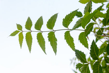 Neem Plant leaf isolated against bright sky, Green leaf background.の写真素材