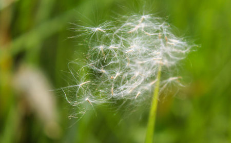Dandelion seeds on a background of green grass in the summer
