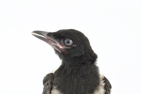Young magpie on white backgroundの写真素材