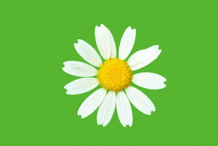 chamomile flower on a green backgroundの写真素材