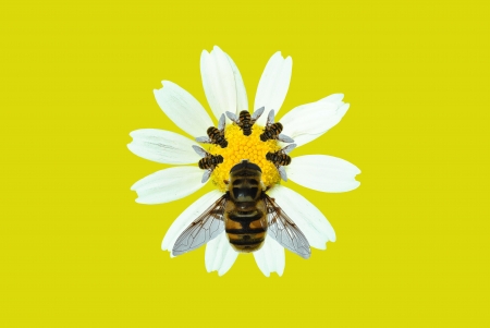 Chamomile flower and bee on a yellow background