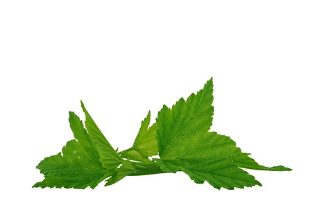 currant leaves on a white backgroundの写真素材