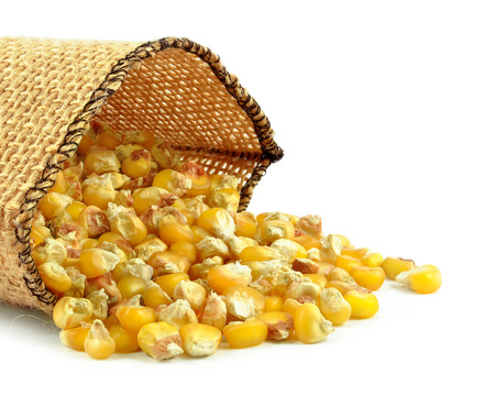 yellow corn grain in a burlap bag on a white の写真素材