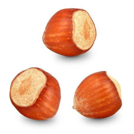 hazelnut in the shell on a white backgroundの写真素材