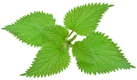 nettle leaf on a white background