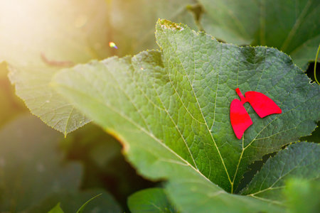 red lung on green leaves, world tuberculosis day, world no tobacco day, lung cancer