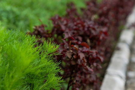 A close-up view of vibrant green and red leafy plants in a garden setting.