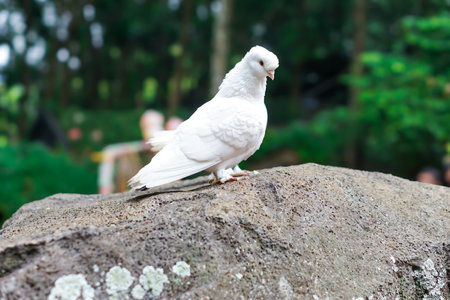 A white dove perched on a rock, surrounded by lush greenery, exuding tranquility.