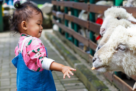 An asian girl feeds a sheep some food at a petting zoo, showcasing a delightful animal interaction.の写真素材