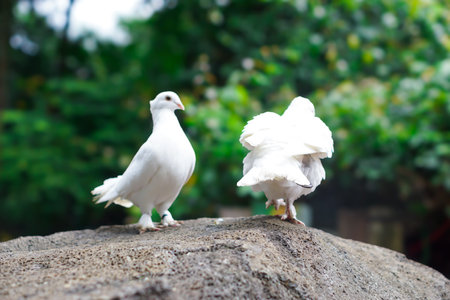 Two white doves perched on a rock, surrounded by lush greenery, exuding tranquility.の写真素材