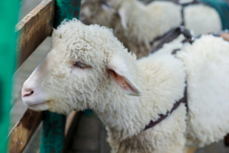 a sheep peeking through a wooden fence in a green, natural environment. conceptual for celebrating...