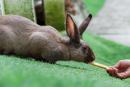 A person feeding a fluffy rabbit with an orange carrot stick outdoorsの写真素材