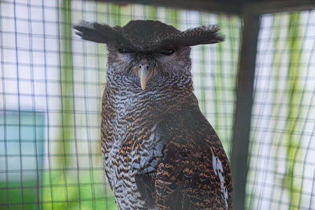 A striking owl with unique feather patterns and a curious expression.の写真素材
