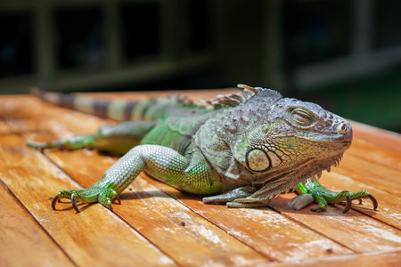 A vibrant iguana resting on a wooden surfaceの写真素材